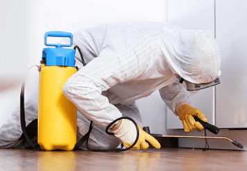 Pest Control in Jaipur, Pest Control Jaipur – Ensure The Maximum Safety Of Your Home