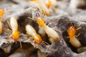 Termite Control in Jaipur, TERMITE CONTROL IN JAIPUR: 12 ASTOUNDING FACTS ABOUT TERMITES
