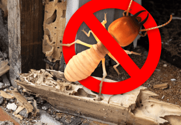 Termite Control in Jaipur, INFESTATION CALLS FOR TERMITE TREATMENT IN JAIPUR