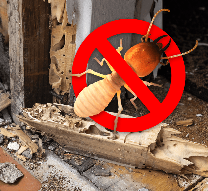 Termite Control in Jaipur, INFESTATION CALLS FOR TERMITE TREATMENT IN JAIPUR