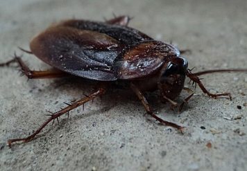 Cockroach Control in Jaipur, TECHNIQUES TO STOP THE SCUTTLE: COCKROACH CONTROL
