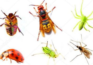 , 8 WAYS ON HOW PEST CONTROL SERVICES CAN HELP YOU GET RID OF PESTS