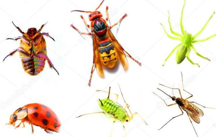 , 8 WAYS ON HOW PEST CONTROL SERVICES CAN HELP YOU GET RID OF PESTS