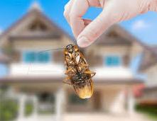 Bed Bug Control in Jaipur, 6 CREEPY CHARACTERISTICS OF BED BUGS