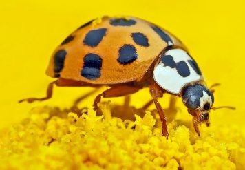 Best Pest Control, 11 THINGS ABOUT PEST CONTROL YOU NEED TO KNOW