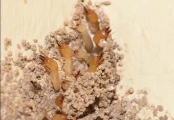 Termite Control in Jaipur, EXPLORING THE WORLD OF TERMITES WITH TERMITE CONTROL IN JAIPUR