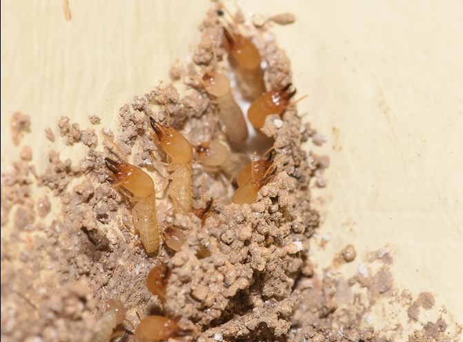 Termite Control in Jaipur, EXPLORING THE WORLD OF TERMITES WITH TERMITE CONTROL IN JAIPUR