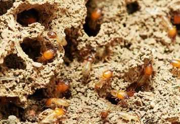 Termite Control in Udaipur, PROTECT YOUR HOUSE AND OFFICE FROM ANNOYING TERMITES WITH TERMITE CONTROL IN UDAIPUR!