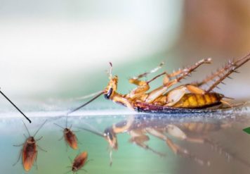 , Benefits of Preferring the Best Pest Control Services in Ajmer