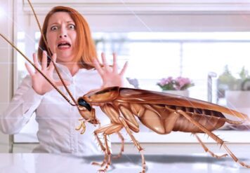 , A Complete Guide to Cockroach Infestations