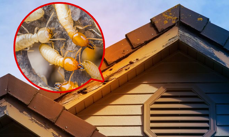 , Checklist to Prevent Termites Early on at Your Premises