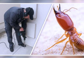 , Know The Basics About Termite Control Services