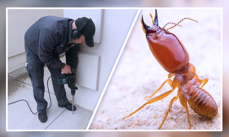 What Are The Benefits Of Termite Control Ateneodemonte Video