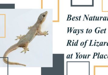 , Best Natural Ways to get rid of Lizards at your Place