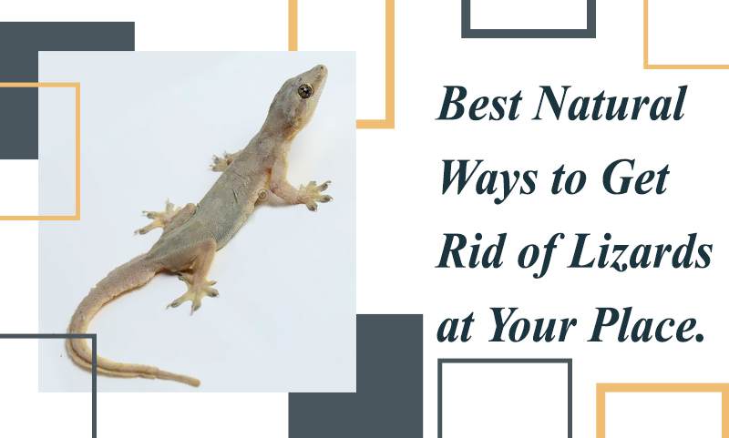 , Best Natural Ways to get rid of Lizards at your Place