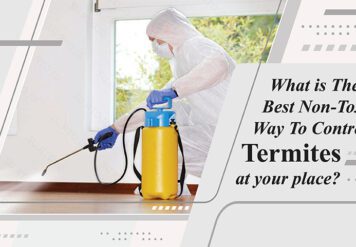 , What Is the Best Non-Toxic Way to Control Termites at Your Place?