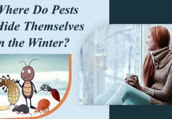 , Where do Pests hide themselves in the Winter?
