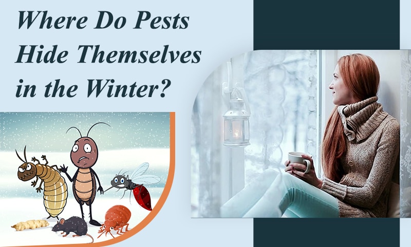 , Where do Pests hide themselves in the Winter?