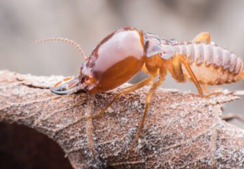 , How Bad Can Termites’ Damage Be?
