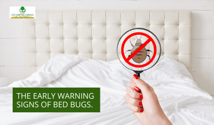 bed bugs, The Early Warning Signs of Bed Bugs to Look Out For