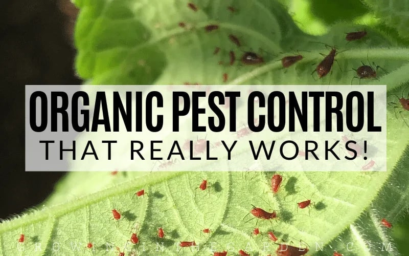 Organic Pest Control, Benefits of Organic Pest Control